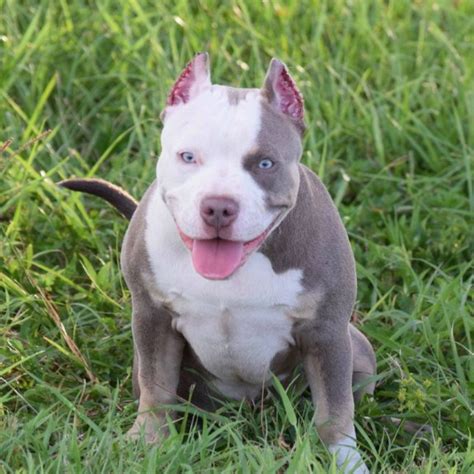 Also, we meet clients who want tri-color Pitbulls whose unique coat is a marvel to behold. . Tri color pitbull for sale